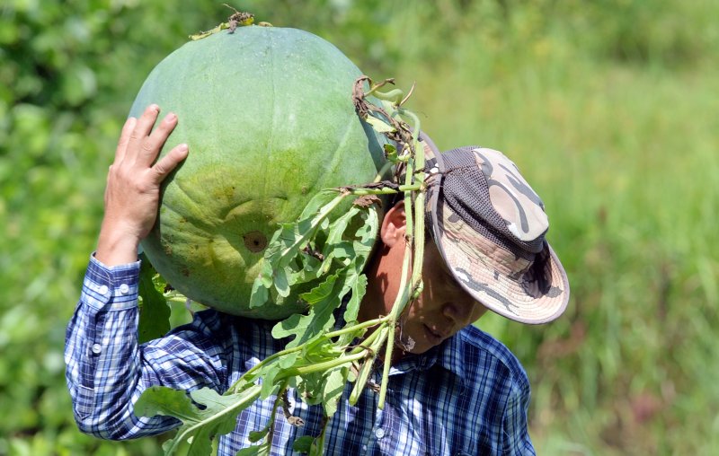 [광주=뉴시스] 무등산수박 수확. (사진=뉴시스 DB). photo@newsis.com