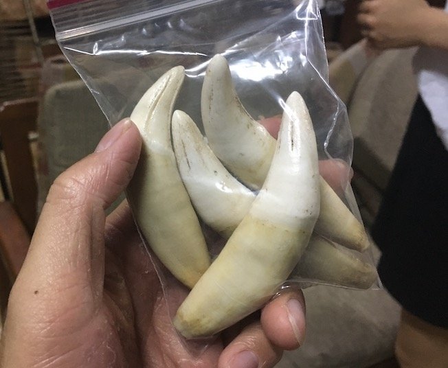 밀매되는 재규어 송곳니 (출처=연합뉴스)