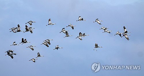 떠날 채비 하는 주남저수지 겨울철새 재두루미 (출처=연합뉴스)