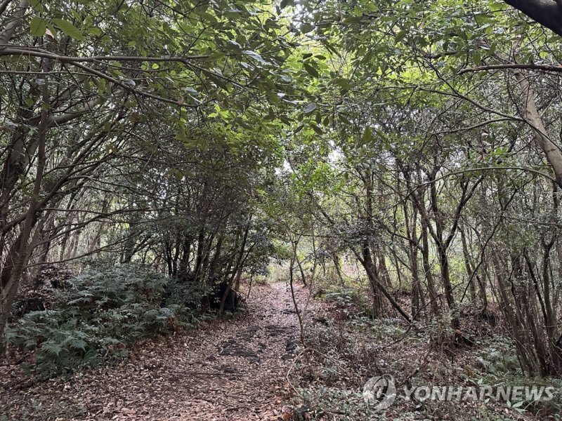 곶자왈 (출처=연합뉴스)