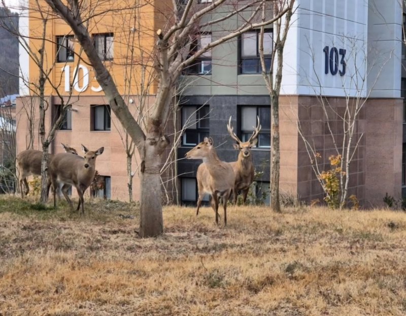 전남 순천시 한 아파트 단지에서 포착된 꽃사슴떼.(온라인 커뮤니티 갈무리 제공).2025.2.3/뉴스1