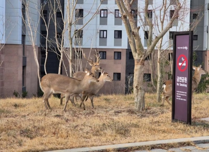 전남 순천의 한 아파트단지에 출몰한 사슴떼.(온라인 커뮤니티 갈무리 제공)2025.2.3/뉴스1