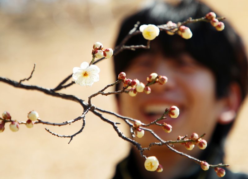 꽃샘추위가 이어진 24일 부산 남구 동명대학교에서 봄의 전령 매화가 꽃망울을 터뜨려 눈길을 끌고 있다. 2025.2.24/뉴스1 ⓒ News1 윤일지 기자