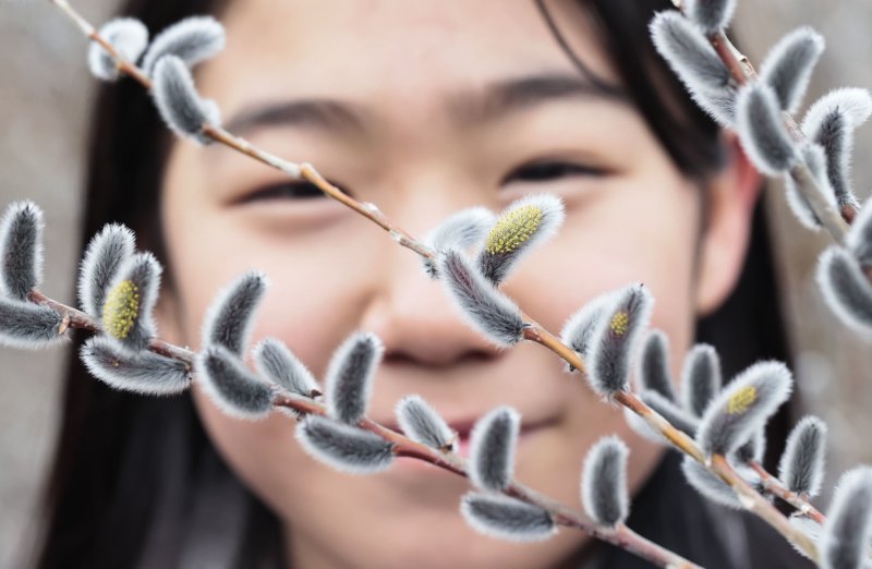 23일 경남 함양군 마천면 한 냇가에서 버들강아지가 꽃망울 터뜨리고 있다. (함양군 김용만 제공, 재판매 및 DB금지) 2025.2.23/뉴스1