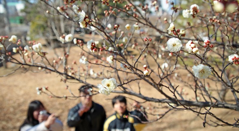 꽃샘추위가 이어진 24일 부산 남구 동명대학교에서 봄의 전령 매화가 꽃망울을 터뜨려 눈길을 끌고 있다. 2025.2.24/뉴스1 ⓒ News1 윤일지 기자