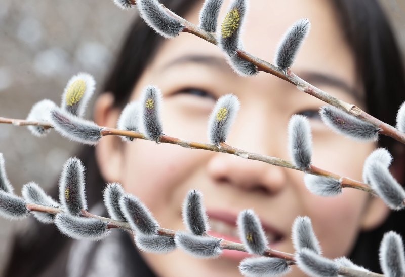 23일 경남 함양군 마천면 한 냇가에서 버들강아지가 꽃망울 터뜨리고 있다. (함양군 김용만 제공, 재판매 및 DB금지) 2025.2.23/뉴스1