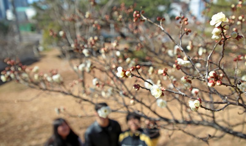 꽃샘추위가 이어진 24일 부산 남구 동명대학교에서 봄의 전령 매화가 꽃망울을 터뜨려 눈길을 끌고 있다. 2025.2.24/뉴스1 ⓒ News1 윤일지 기자
