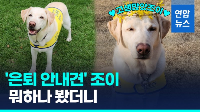 [영상] 국회 첫 안내견 조이, 은퇴 후 근황은… (출처=연합뉴스)