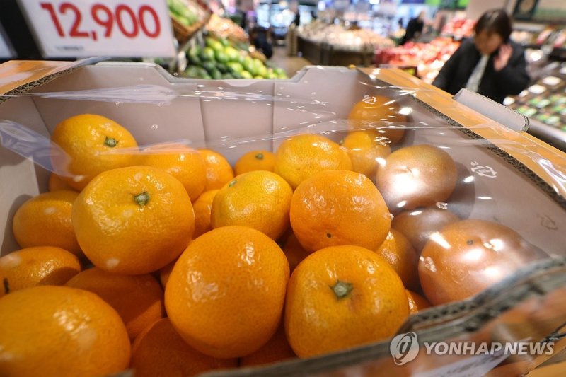 가격 오른 감귤 (출처=연합뉴스)