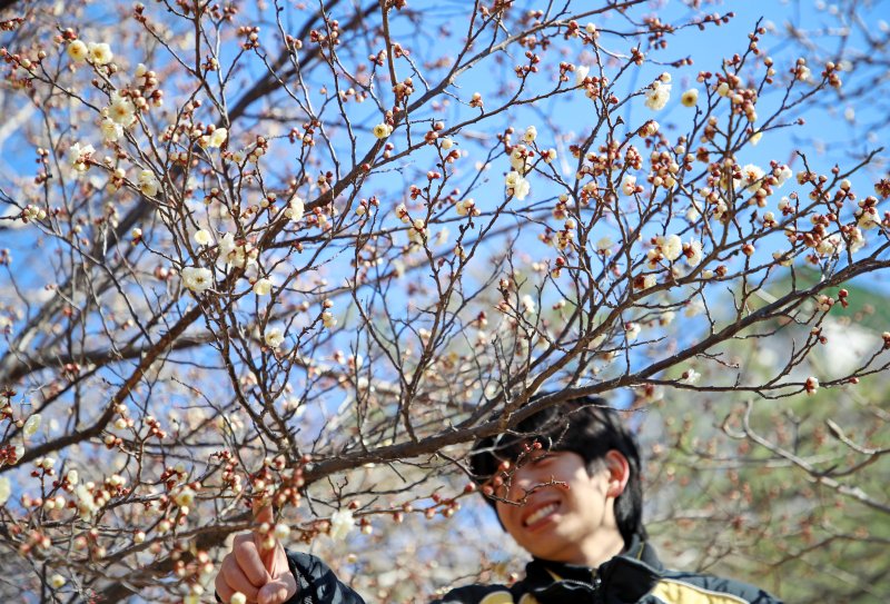 꽃샘추위가 이어진 24일 부산 남구 동명대학교에서 봄의 전령 매화가 꽃망울을 터뜨려 눈길을 끌고 있다. 2025.2.24/뉴스1 ⓒ News1 윤일지 기자