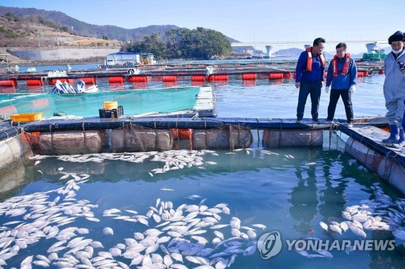 '저수온 추정' 물고기 집단폐사 (출처=연합뉴스)