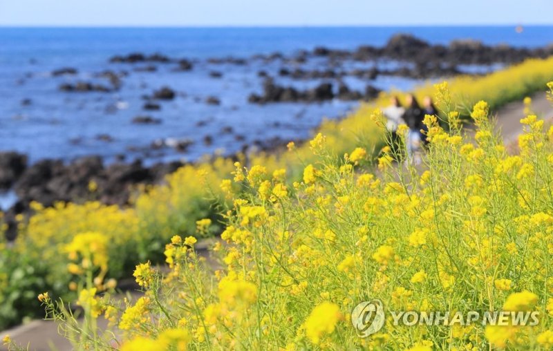서귀포 유채꽃 국제걷기대회 (출처=연합뉴스)