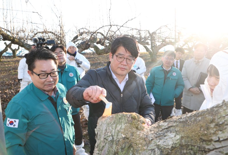[세종=뉴시스] 사진은 권재한 농촌진흥청장이 지난달 15일 오후 경기 안성에 있는 배 과수원을 찾아 과수화상병 예방을 위한 과수 궤양 제거 방법을 지도하고 있는 모습. (사진=농진청 제공) 2025.1.16. *재판매 및 DB 금지