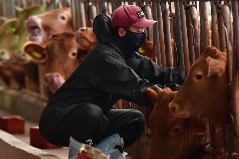 1일 경북 포항시 축산방역팀 수의사가 북구 흥해읍 우사에서 럼피스킨병 백신을 접종하고 있다. (사진은 기사 내용과 무관함) 2023.11.1/뉴스1 ⓒ News1 최창호 기자