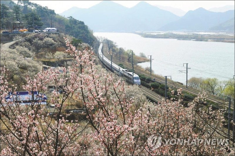 원동역 주변 매화 만개한 낙동강 철길 달리는 KTX. (출처=연합뉴스)