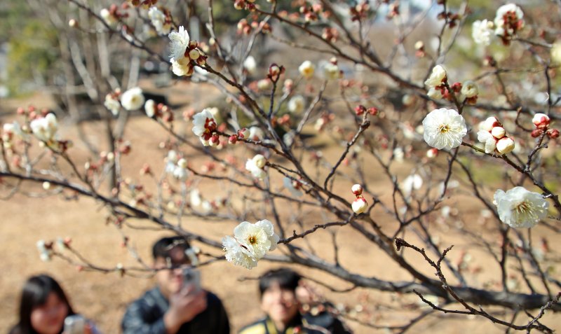 부산 남구 동명대학교에서 봄의 전령 매화가 꽃망울을 터뜨려 눈길을 끌고 있다. 2025.2.24/뉴스1 ⓒ News1 윤일지 기자