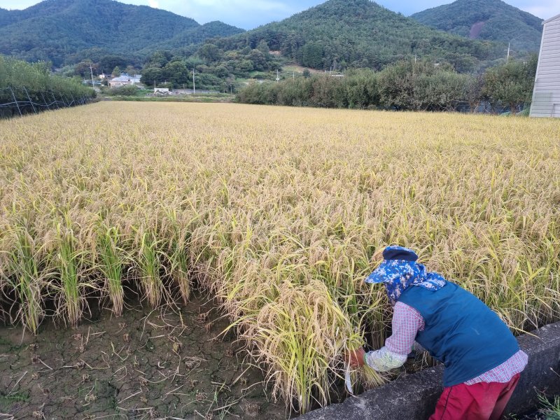 [광주=뉴시스] 화순군은 14일 한천면 조규명씨 농가에서 수입밀 대체용으로 재배한 가루쌀을 첫 수확했다고 밝혔다. (사진=화순군 제공). 2024.10.14. photo@newsis.com *재판매 및 DB 금지