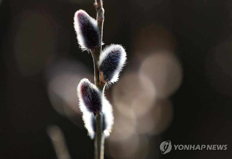 봄 마중 나온 버들강아지 (출처=연합뉴스)