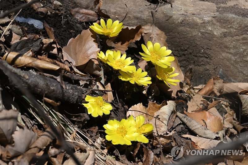 봄의 전령 복수초 활짝 (출처=연합뉴스)