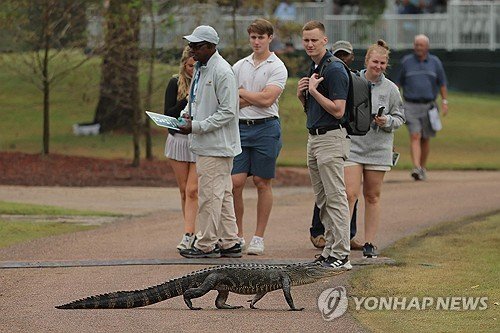 작년 PGA 투어 샌더슨 팜스 챔피언십 코스에 나타난 악어. (출처=연합뉴스)