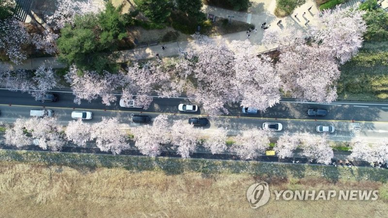 꽃 대궐 강릉 경포 (출처=연합뉴스)