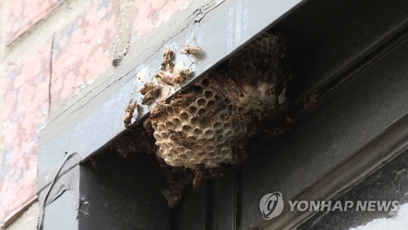 말벌 벌집 (출처=연합뉴스)