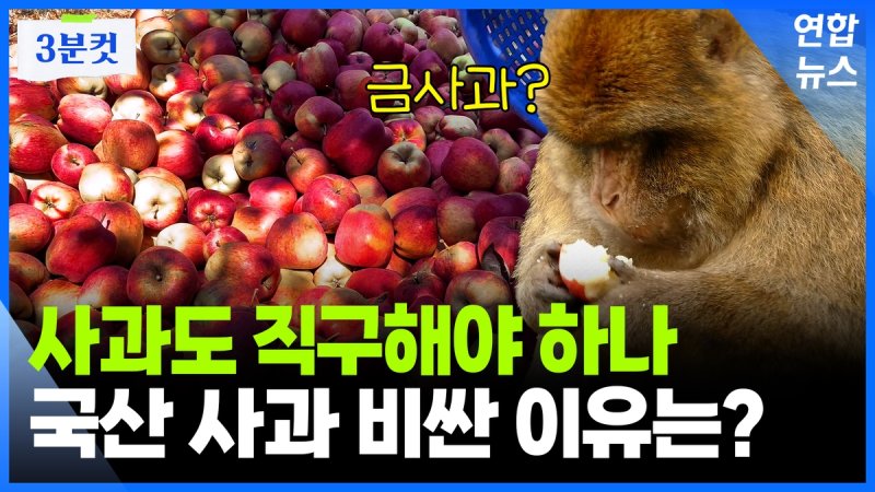 [영상] 비싸도 너무 비싼 '금사과'…왜 이렇게 비쌀까? (출처=연합뉴스)