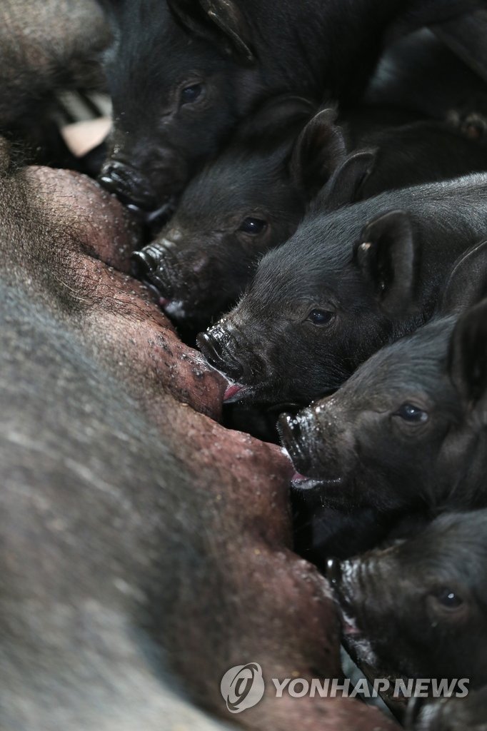 천연기념물 제주흑돼지 (출처=연합뉴스)