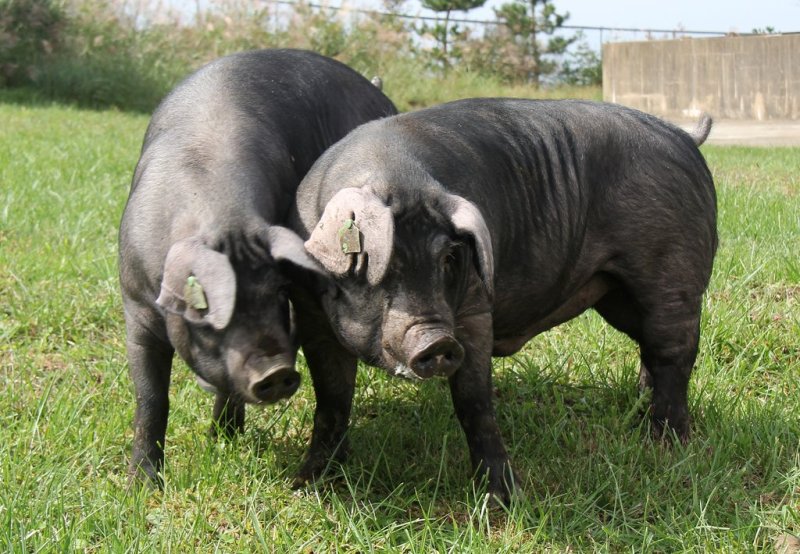 제주 흑돼지 개량종 '난축맛돈' (출처=연합뉴스)