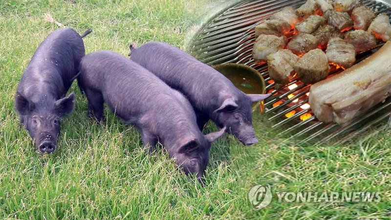 천연기념물 제주흑돼지 (출처=연합뉴스)