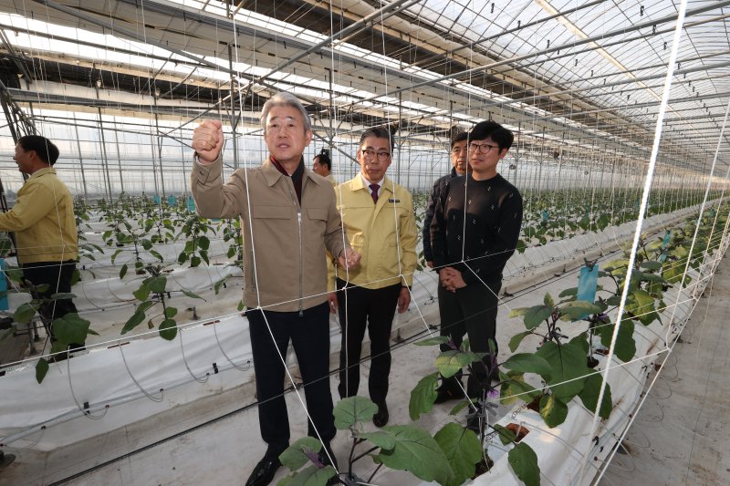 강호동 농협중앙회 회장 가지 출하동향 점검..."수급 관리 노력"