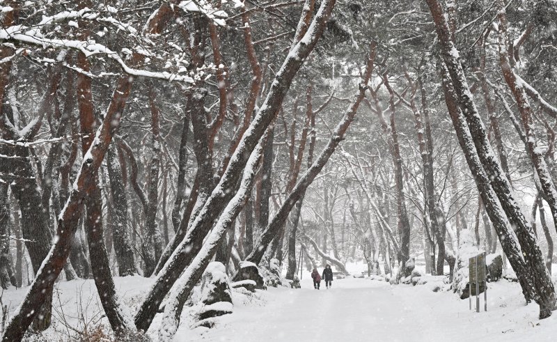 2025.2.7/뉴스1 (폭설 관련 자료사진)