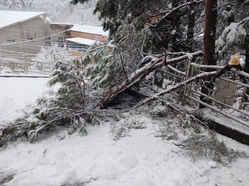 안동시 서후면 나무쓰러짐 현장