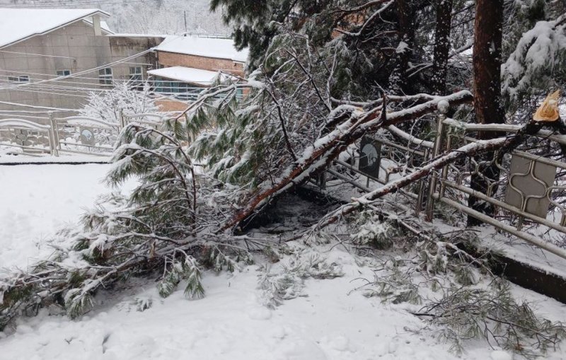 3일 안동시 서후면에 내린 폭설로 나무가 쓰러져 도로를 덮고 있다. (경북소방본부 제공.재판매 및 DB금지) 2025.3.3/뉴스1 ⓒ News1 박지혜 기자