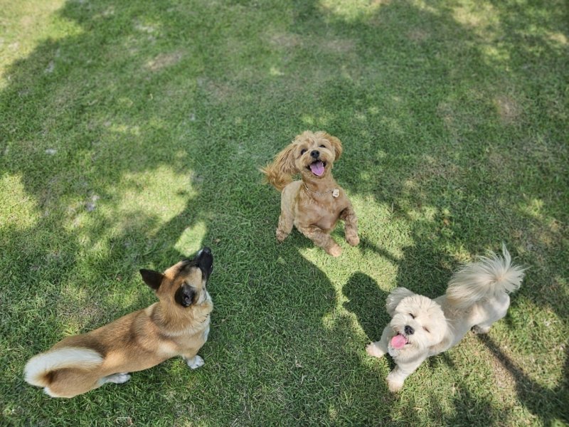 순천시 반려동물 문화센터 주변에 조성된 반려동물 실외놀이터에서 뛰어노는 반려견들.(순천시 제공. 재판매 및 DB 금지)2025.3.3/뉴스1