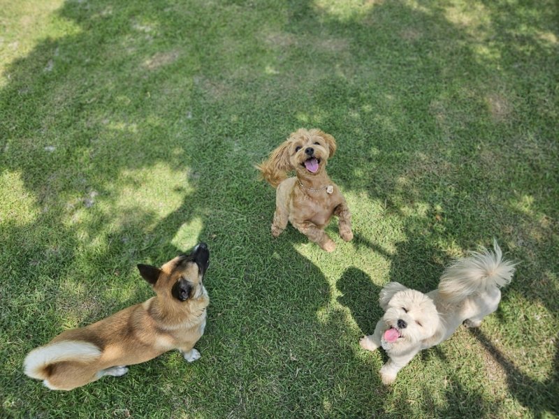 [순천=뉴시스] 반려동물 실외놀이터. (사진=순천시 제공) photo@newsis.com *재판매 및 DB 금지