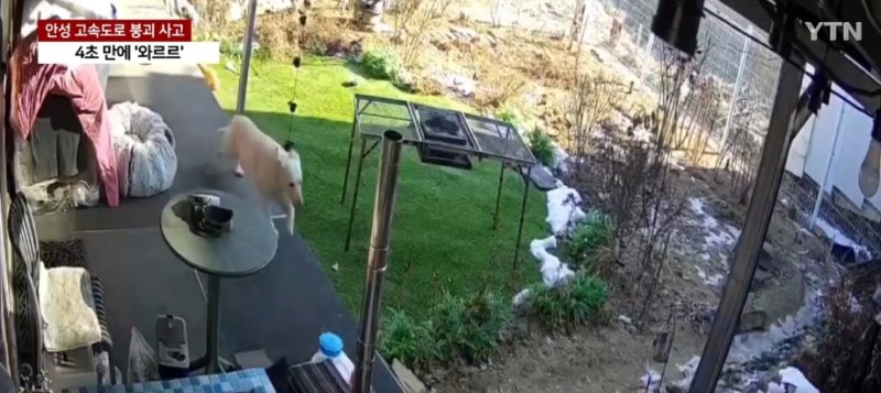 안성시 서울-세종고속도로 9공구 교량 상판 붕괴 사고를 알아채고 달아나는 개와 고양이 모습. YTN 보도화면 캡쳐