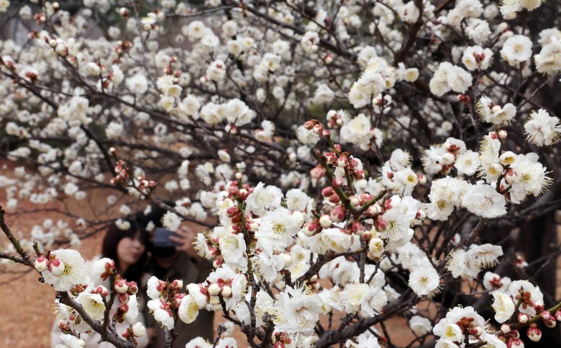 [부산=뉴시스] 하경민 기자 = 절기상 경칩을 사흘 앞둔 2일 부산 남구 동명대학교를 찾은 시민들이 활짝 핀 매화를 구경하고 있다. 2025.03.02. yulnetphoto@newsis.com
