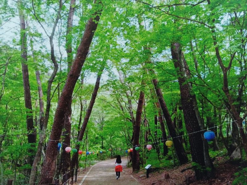 치악산 구룡계곡 금송길(2014년)