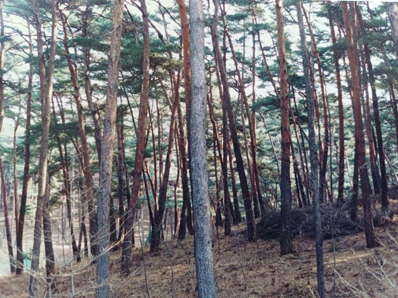 안면도 자연휴양림 소나무숲(1999년). 이민부 교수 제공