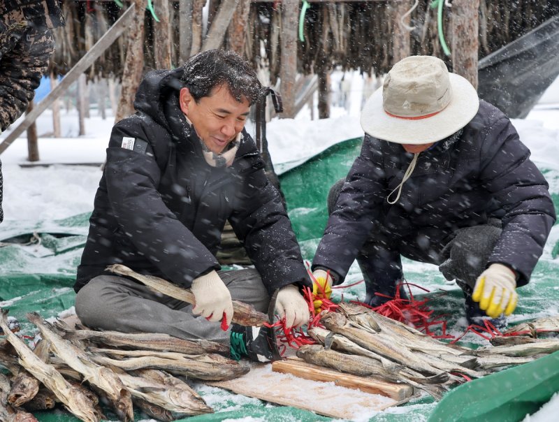 황태 수확하는 김진태 지사 (출처=연합뉴스)
