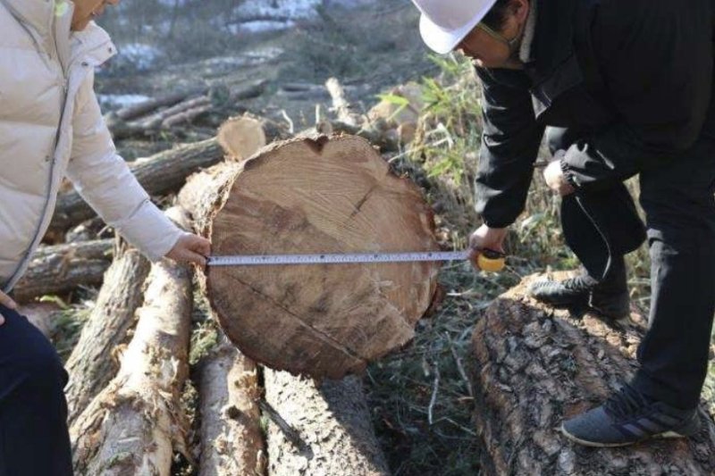 올해 2월 벌채 현장 모습 (출처=연합뉴스)