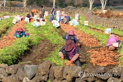 '천연기념물 비자나무 자생' 제주 평대리, 3월 생태관광지 선정 (출처=연합뉴스)