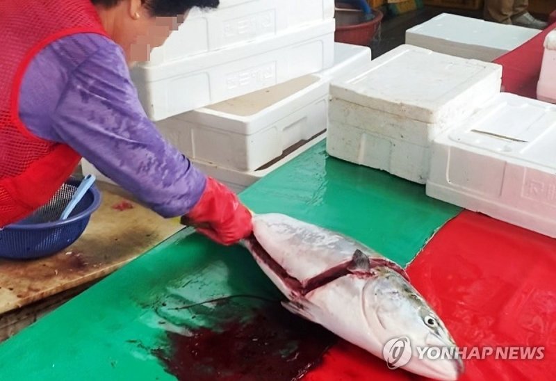 동해안 수산물 방사능 검사용 시료 채취 (출처=연합뉴스)