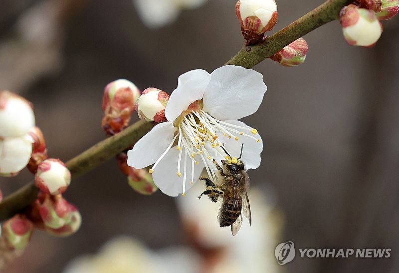매화에서 꿀 따는 벌 (출처=연합뉴스)