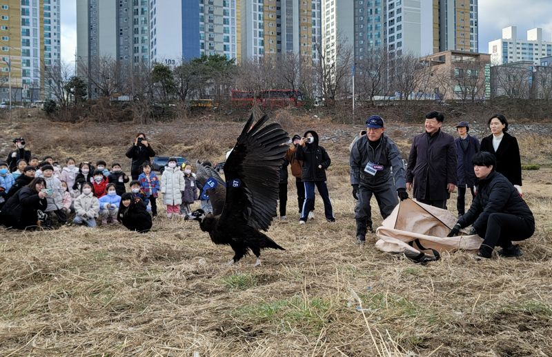 철새 도시 울산, 까마귀에 이어 독수리까지 관광상품으로 자리 잡아