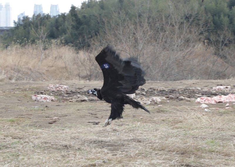 6일 오전 11시 울산 태화강 삼호섬 하중도에서 독수리 방사 행사가 개최됐다. 사진은 삼호섬으로 날아가는 97번 독수리 모습. 2025.3.6/뉴스1 ⓒ News1 김세은 기자