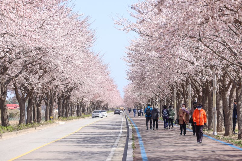 양양 남대천 벚꽃길(강원도 제공. 재판매 및 DB금지)/뉴스1