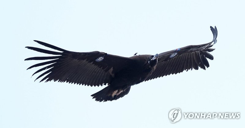 울산에서 구조된 독수리, 자연으로 (출처=연합뉴스)