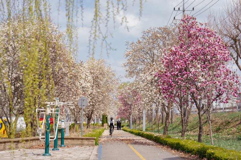 증평 보강천변 산책길 봄 풍경/뉴스1
